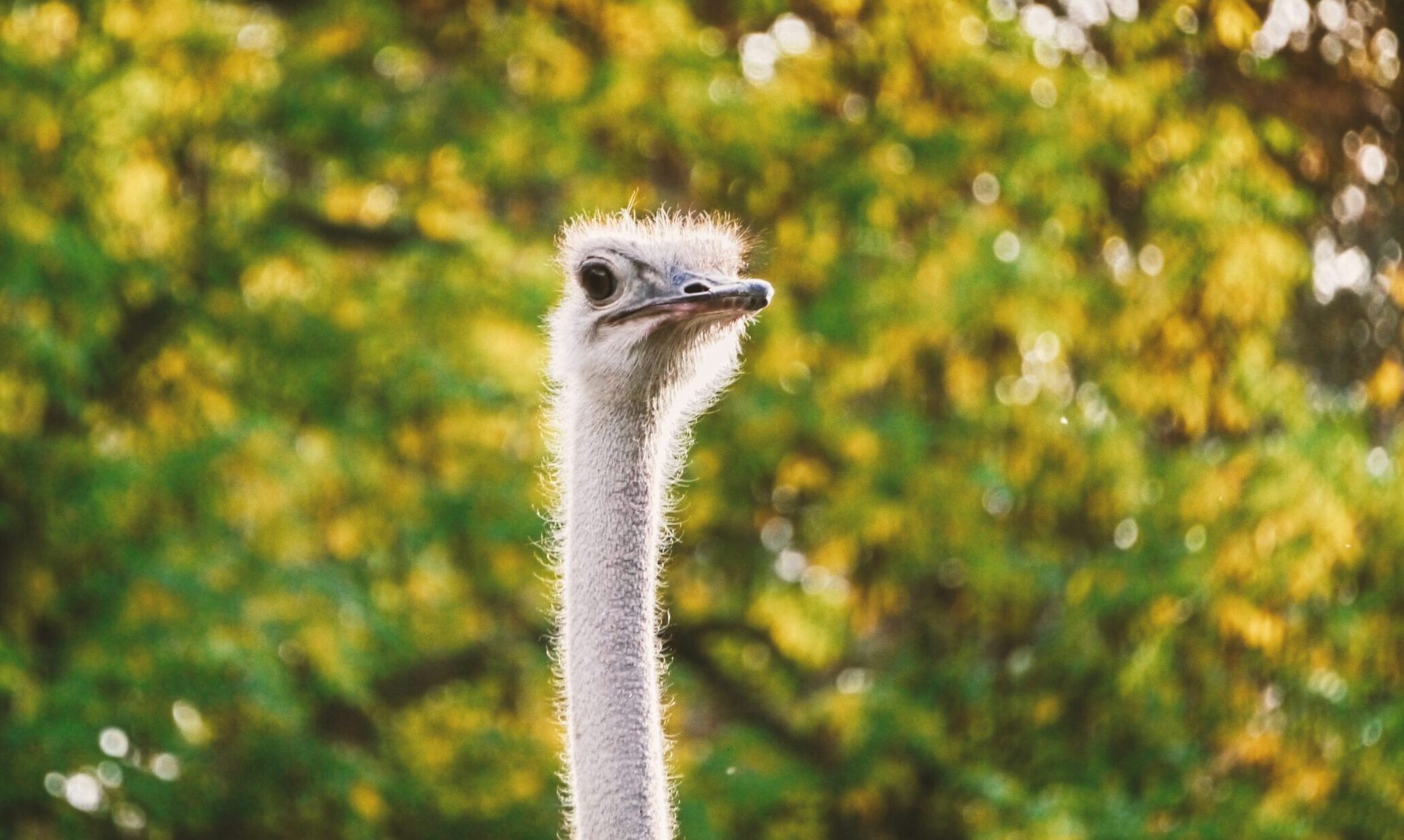 emanuel-haas-ZdcdmQZNIlM-unsplash